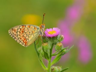 Niyobe (Fabriciana niobe)
