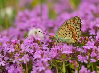 Niyobe (Fabriciana niobe)
