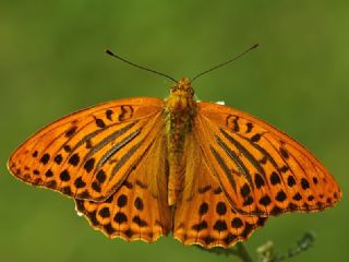 Cengaver (Argynnis paphia)