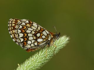 Kafkasyal Amannisa (Mellicta  caucasogenita)