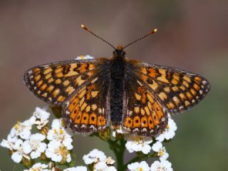 Nazuum (Euphydryas aurinia)