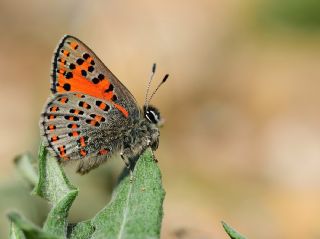 Akbes Gelincii (Tomares nesimachus)