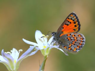 Akbes Gelincii (Tomares nesimachus)