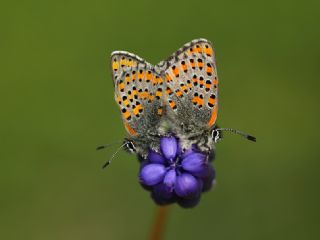 Akbes Gelincii (Tomares nesimachus)