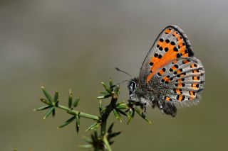 Akbes Gelincii (Tomares nesimachus)