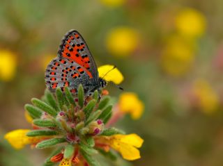 Akbes Gelinci�i&nbsp;(Tomares&nbsp;nesimachus)