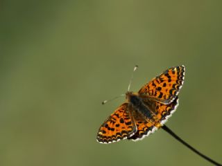 Benekli parhan (Melitaea didyma)