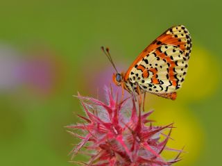 Benekli parhan (Melitaea didyma)