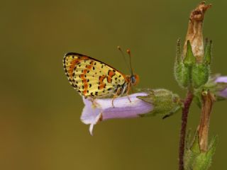 Benekli parhan (Melitaea didyma)