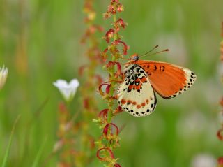 Benekli �parhan&nbsp;(Melitaea&nbsp;didyma)