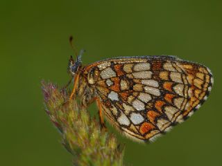 Amannisa (Melitaea athalia)