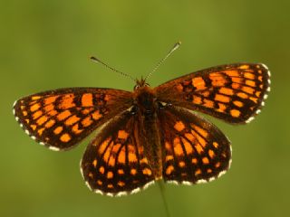 Amannisa (Melitaea athalia)
