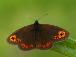 Orman Gzelesmeri (Erebia medusa )