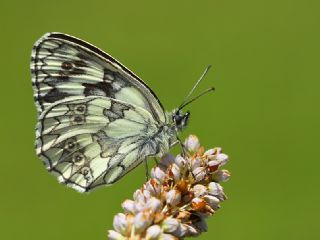 Orman Melikesi (Melanargia galathea)