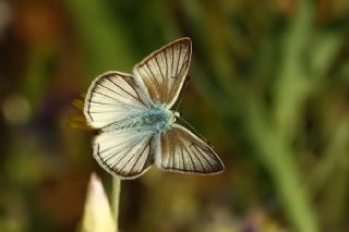 okgzl Anadolu Beyaz (Polyommatus menalcas)