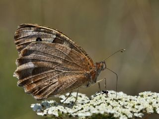 Cad (Chazara briseis)