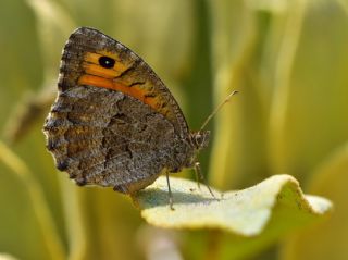 Seyit (Arethusana arethusa)