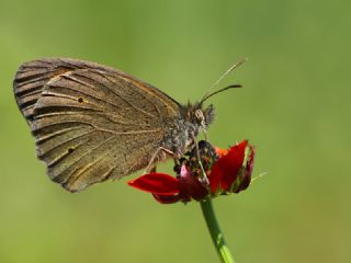 ayr Esmeri (Maniola jurtina)
