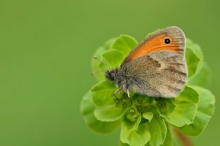 Kk Zpzp Perisi (Coenonympha pamphilus)