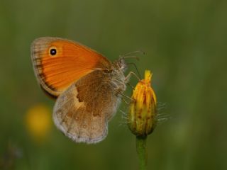 Kk Zpzp Perisi (Coenonympha pamphilus)