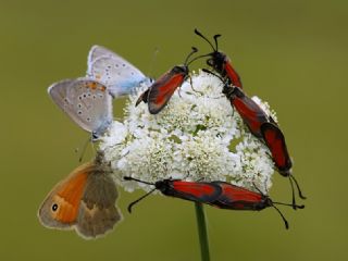 Kk Zpzp Perisi (Coenonympha pamphilus)