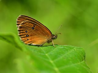 Halkack (Aphantopus hyperantus)