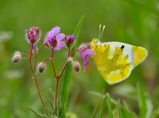 Zegris&nbsp;(Zegris&nbsp;eupheme)