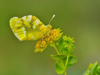Zegris (Zegris eupheme)