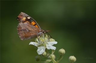 itlembik Kelebei (Libythea celtis)
