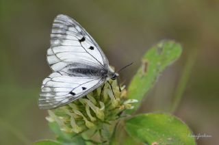 Dumanl Apollo (Parnassius mnemosyne)