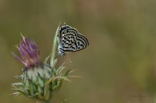 Balkan Kaplan (Tarucus balkanicus)