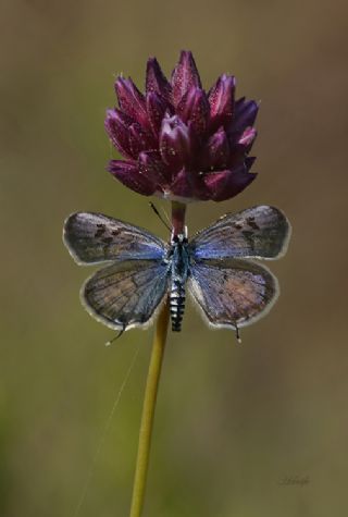 Balkan Kaplan (Tarucus balkanicus)