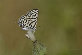 Balkan Kaplan�&nbsp;(Tarucus&nbsp;balkanicus)
