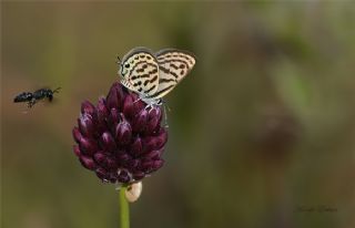 Balkan Kaplan (Tarucus balkanicus)