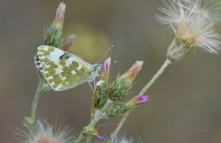 Yeni Beneklimelek&nbsp;(Pontia&nbsp;edusa)