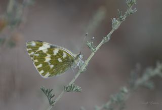 Yeni Beneklimelek (Pontia edusa)