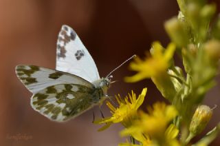 Yeni Beneklimelek (Pontia edusa)