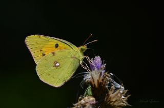Sar� Azamet&nbsp;(Colias&nbsp;croceus)