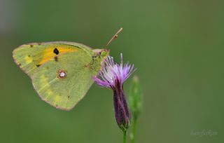 Sar Azamet (Colias croceus)