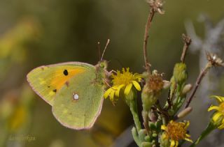 Sar Azamet (Colias croceus)