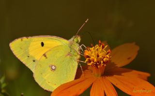 Sar Azamet (Colias croceus)