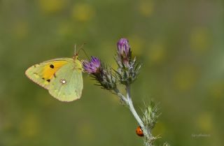 Sar Azamet (Colias croceus)