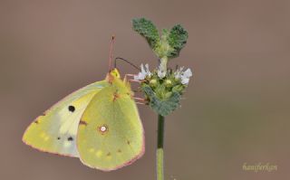 Sar Azamet (Colias croceus)