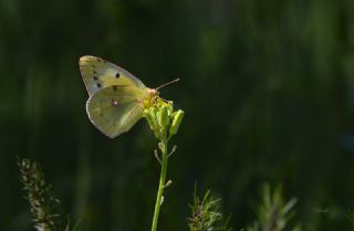 Sar Azamet (Colias croceus)