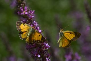 Sar Azamet (Colias croceus)