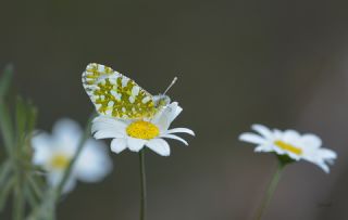 Da Oykls (Euchloe ausonia)