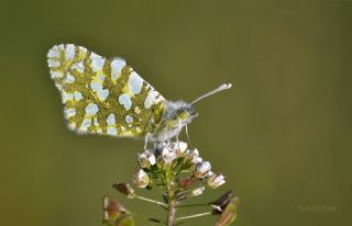 Da Oykls (Euchloe ausonia)