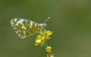 Da Oykls (Euchloe ausonia)