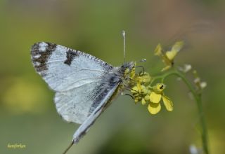 Da Oykls (Euchloe ausonia)