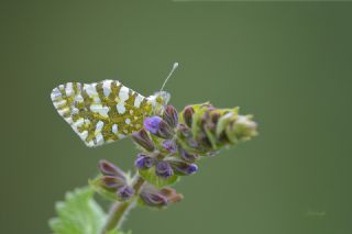 Da Oykls (Euchloe ausonia)